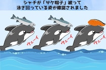 シャチの間でも流行は繰り返す「サケを被る遊び」が40年前も流行っていた