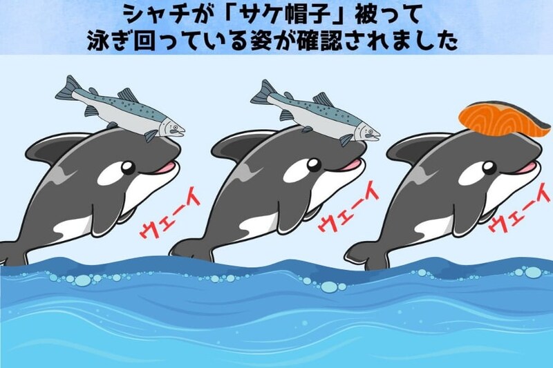 シャチの間でも流行は繰り返す「サケを被る遊び」が40年前も流行っていた