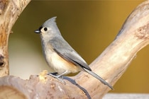 生きた哺乳類から「毛を盗む」ナゾの習性を持つ鳥