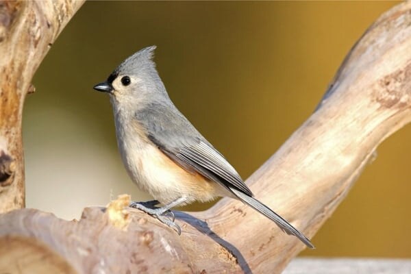 生きた哺乳類から「毛を盗む」ナゾの習性を持つ鳥