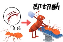 負傷した仲間の足を「即座に切り落とす」アリを発見！生存率が2倍に