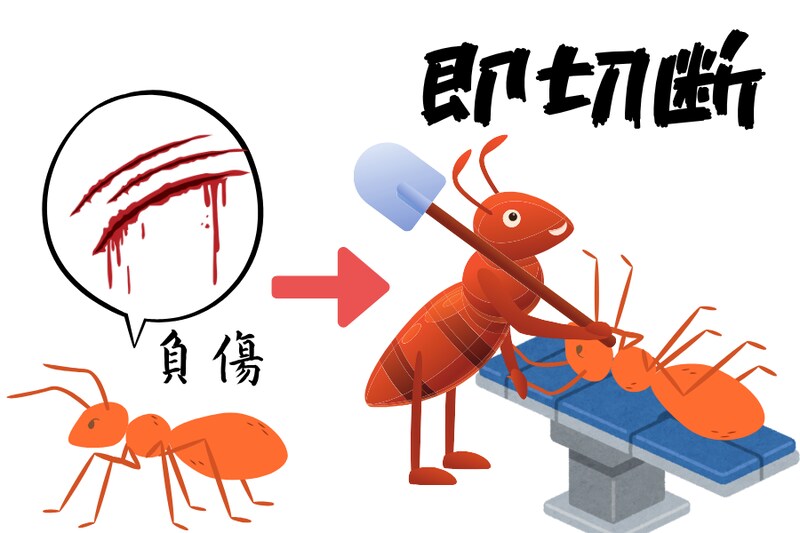負傷した仲間の足を「即座に切り落とす」アリを発見！生存率が2倍に