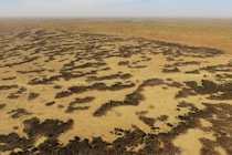 乾燥地帯で植物は「一見ランダムだが実は均一」な配置になると判明