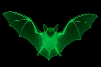 暗闇の中で「発光するコウモリ」を米国で発見