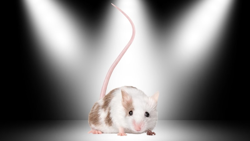 未来の健康法は『父親の運動』？