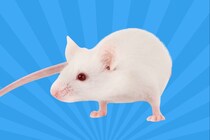 後天的な運動訓練の成果が父から子に遺伝していたと判明！