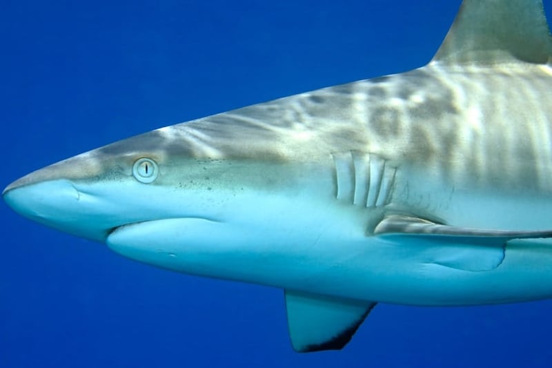 “人への攻撃性が低い”サメは、なぜ観光客を襲ったのか?科学者が説明