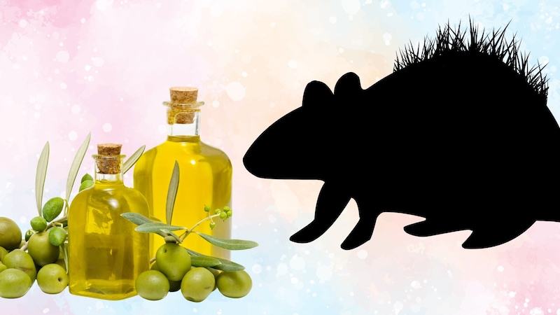 傷跡が妙にフサフサになる仕組みを解剖すると、あるオイルが見えてきた