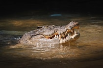 エジプトで8000万年前の「新種ワニの化石」を発見