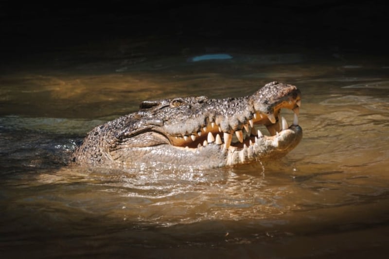 エジプトで8000万年前の「新種ワニの化石」を発見