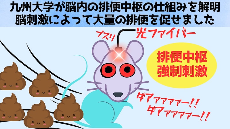 便秘の原因は脳にあった――九州大が脳の排便中枢の仕組みを世界で初めて解明！