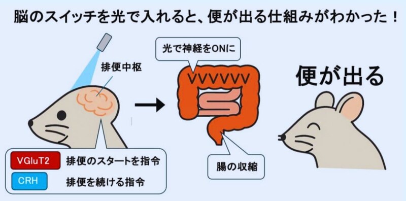腸ではなく脳にあった「出すボタン」