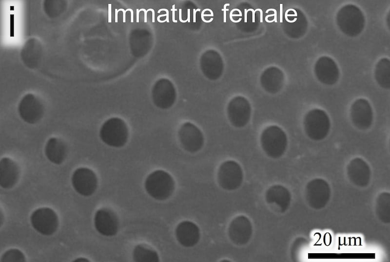 育成ポッドのアップ画像