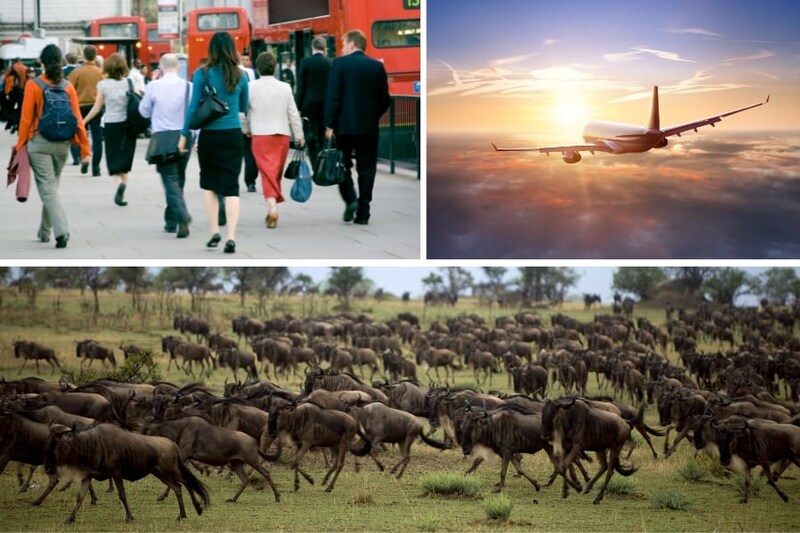 人間の”移動量”は陸上の「野生動物の40倍」だと判明