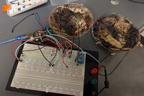 キノコで動くコンピューター「シイタケRAM」誕生