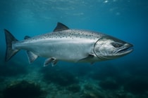 国産キングサーモンの完全養殖に初成功、北海道大学