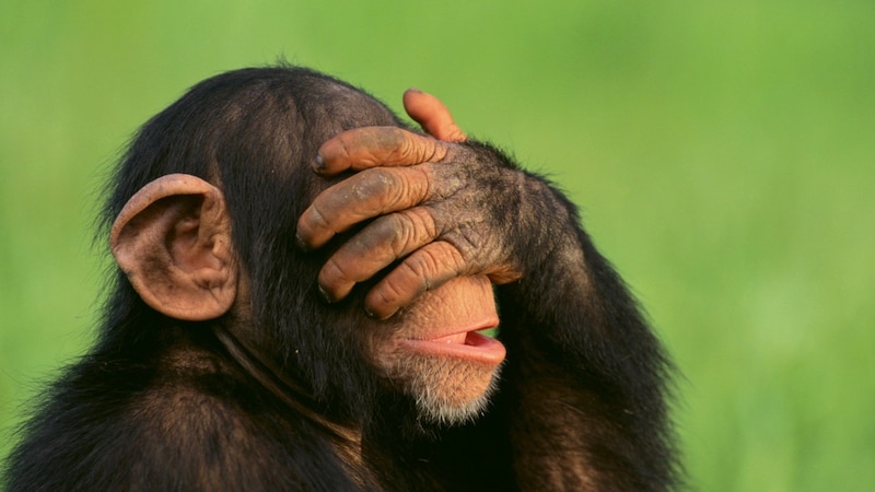 ダーウィンの予言通り？ チンパンジーが示す人間的理性の原型