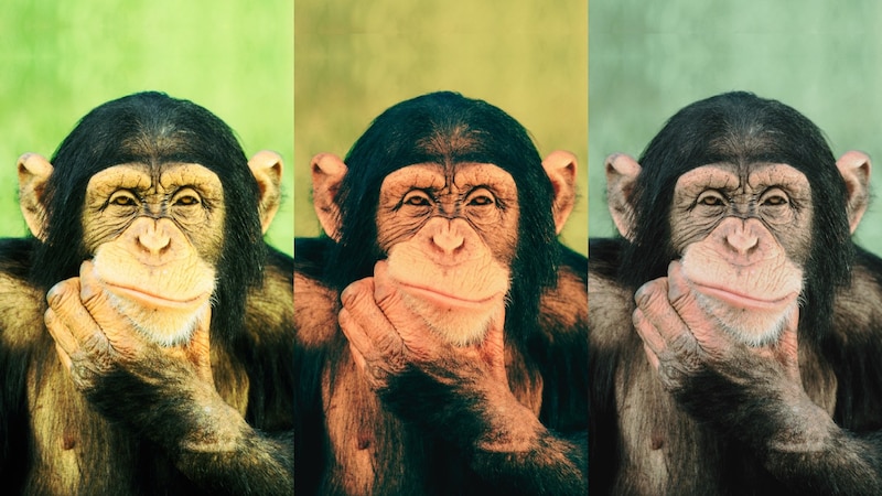 なぜチンパンジーにできることをできない人間がいるのか？