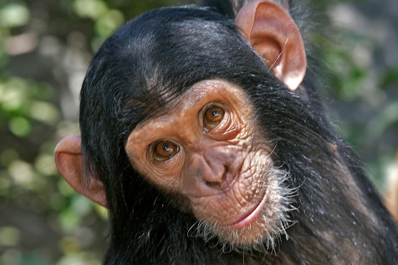 チンパンジーですら証拠をもとに信念を「考え直せる」柔軟さを持つと判明