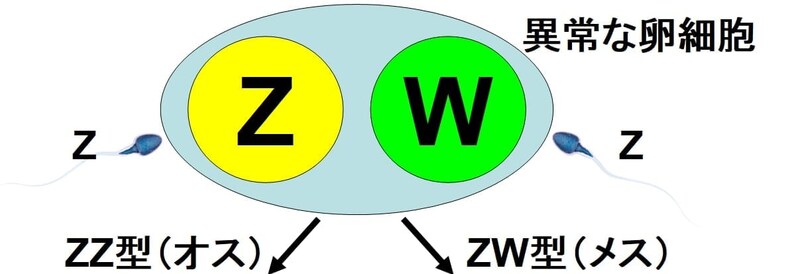 鳥類では、W染色体とZ染色体をもつ融合卵子が、2つの異なる精子と受精することで、雌雄モザイクが生じると考えられている