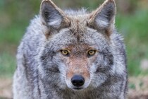 コヨーテは「狩ると増える」一見矛盾した不思議な現象