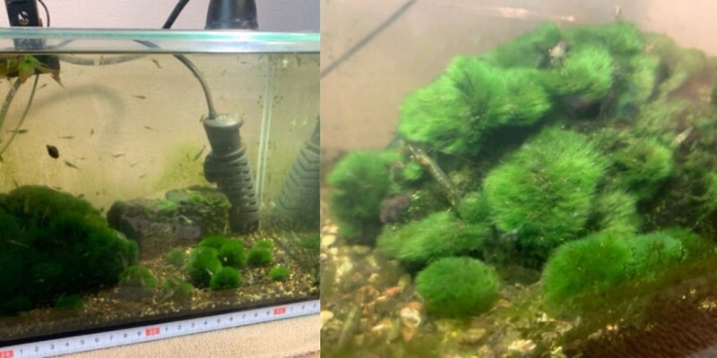 自然界にはいない?「民家の水槽だけ」で発生するマリモを国内で発見!