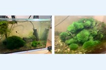 なぜそこに？世界的に希少なマリモが「民家の水槽」で見つかった例