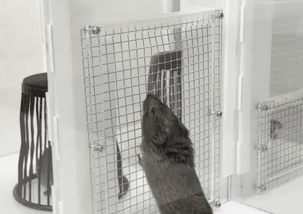 恋人への愛を維持できなくなるときに脳で何が起こるかを解明!