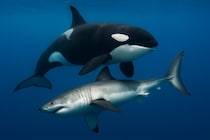 シャチがホオジロザメをひっくり返して無力化、巧妙な捕食を目撃