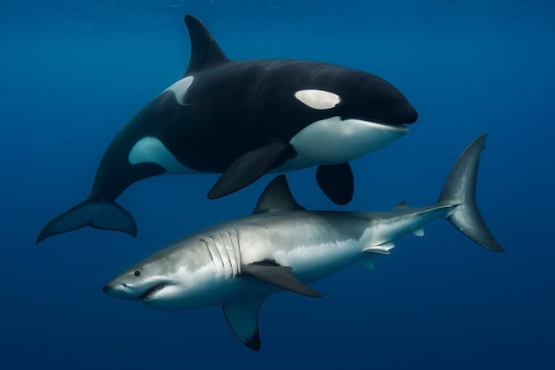 シャチがホオジロザメをひっくり返して無力化、巧妙な捕食を目撃