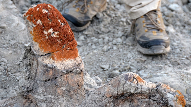 恐竜の化石に好んで生えるコケを発見