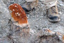 恐竜の化石に好んで生えるコケを発見