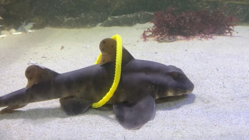 「サメも遊ぶ」最も強い証拠が見つかった