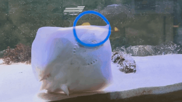 サメに遊び心があるとしたらそれは何を意味するのか？