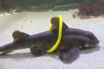 「サメも遊ぶ」最も強い証拠が見つかった