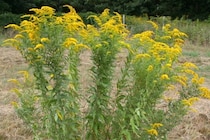 秋の風景を侵食する悪者？セイタカアワダチソウの少し間抜けな性質