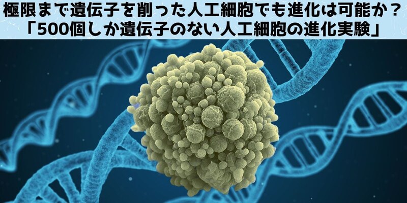 極限まで遺伝子を削った人工細胞でも進化は可能か?