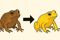1年のうち2日間だけ「黄色に変色する」カエル、その理由とは？