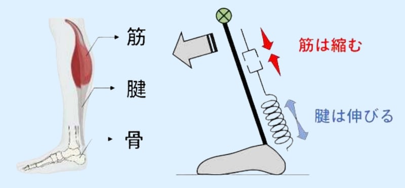 筋肉が十分に強くてもアキレス腱が柔らかいとふんばりがききません