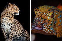 生物の模様はなぜ”美しく不完全”なのか？「反応拡散系」に新要素を追加し再現