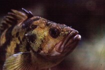 雄メバルは「鳴いた」後、雌に「おしっこ」をかけて求愛していた