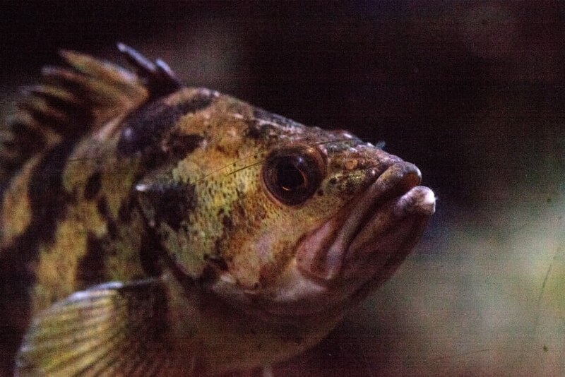 雄メバルは「鳴いた」後、雌に「おしっこ」をかけて求愛していた