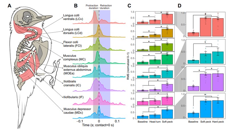 キツツキの動きを詳細に分析した図