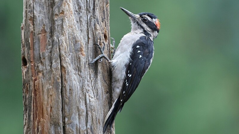 キツツキの打撃は瞬間的に400Gに達する