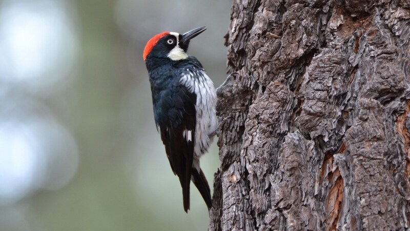 「気合いの呼吸」は生物共通の戦略か？