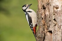 キツツキは穴掘りするときテニス選手のようにうなり声を出す