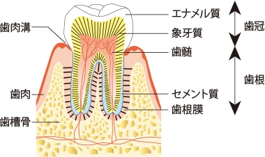 なぜ歯のエナメル質再生は難しかったのか？