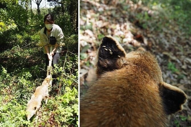 ひっつき虫は自然界では誰にひっついているのか？