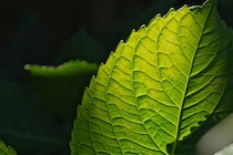 生物はどうやって「植物へ進化」したのか？葉緑体を盗み植物化する生物「ラパザ」