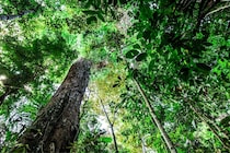 CO2増加に伴い「アマゾン最古の木々」が成長していた